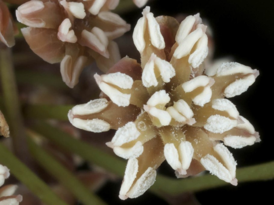 Амборелла волосистоножковая цветок