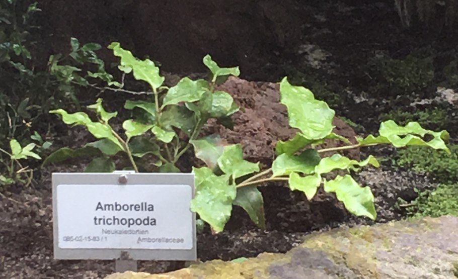 Лемонграсс флористика