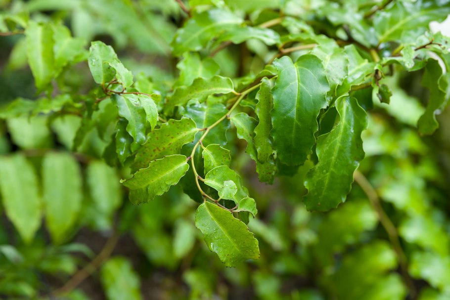 Amborella trichopoda