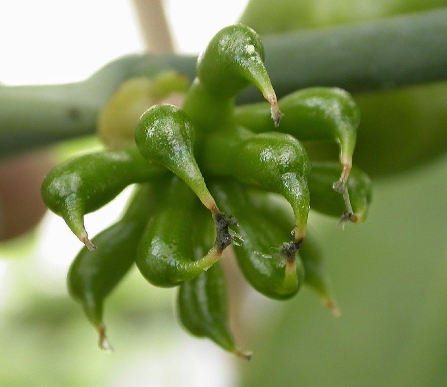 Austrobaileya scandens