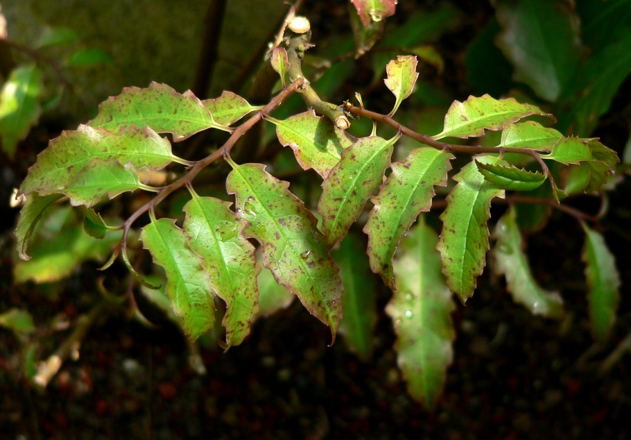 Амборелла волосистоножковая