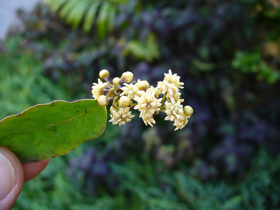 Амборелловые (Amborellaceae)