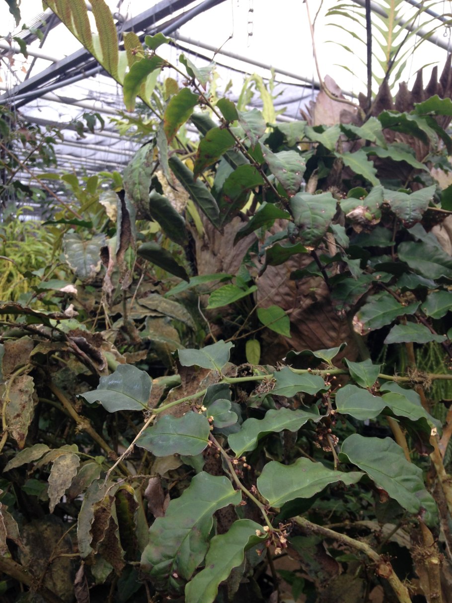 Лиана тетрастигма