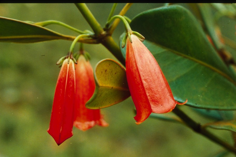 Лапагерия чилийский колокольчик