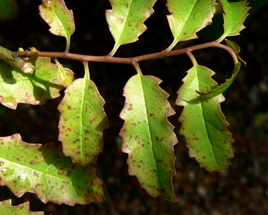 Амборелла волосистоножковая