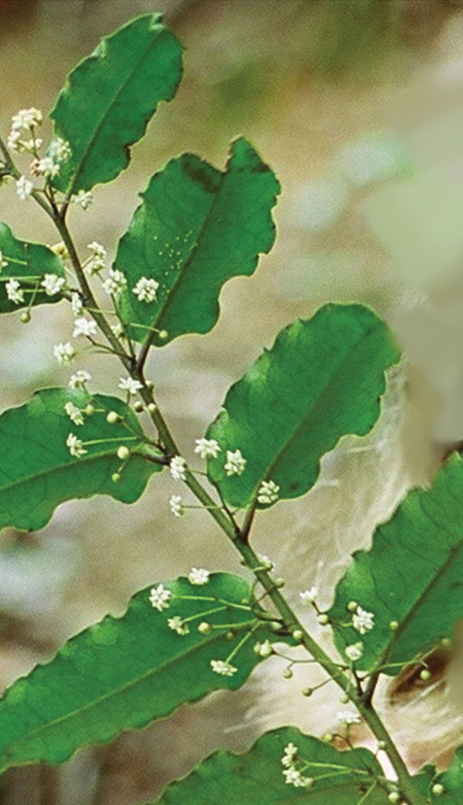 Сообщение о амборелле волосистоножкой