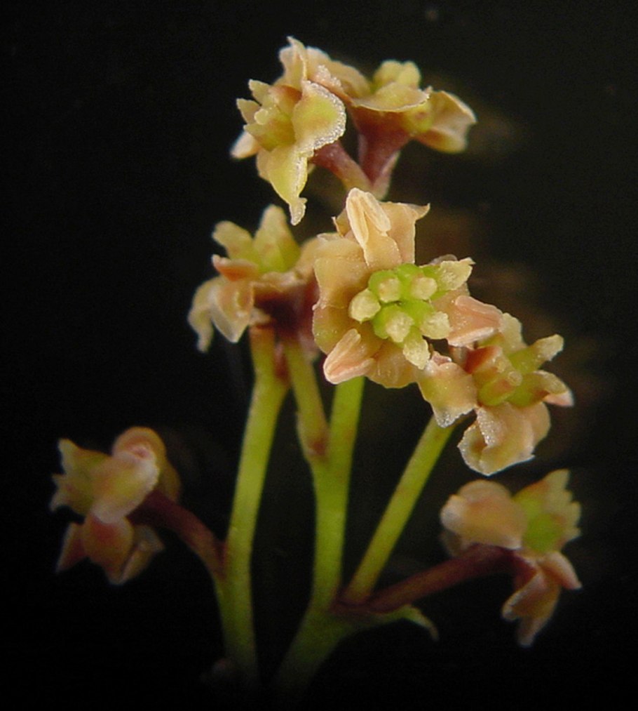 Австробэйлия взбирающаяся