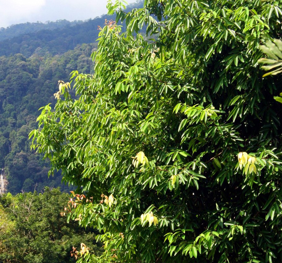 Каштан дерево