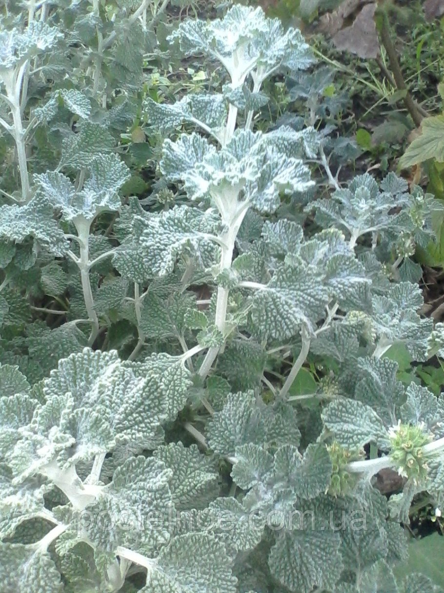 Шандра душистая