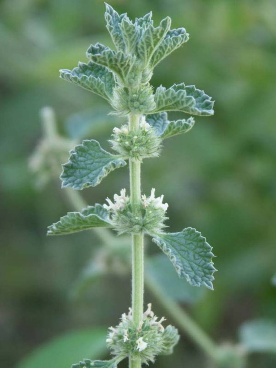 Конская мята Шандра