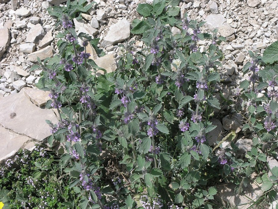 Мята круглолистная Ананасминце