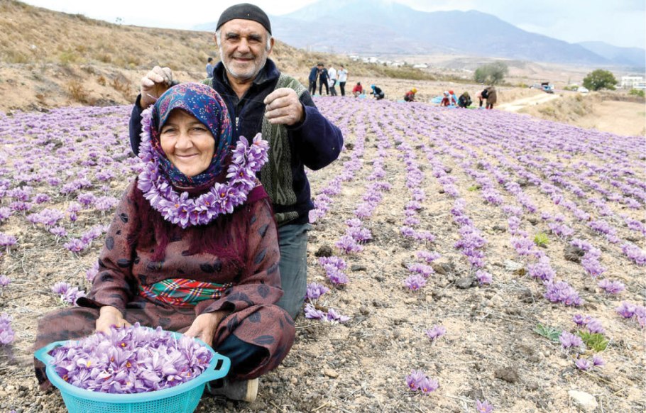 Александр Шеховцев
