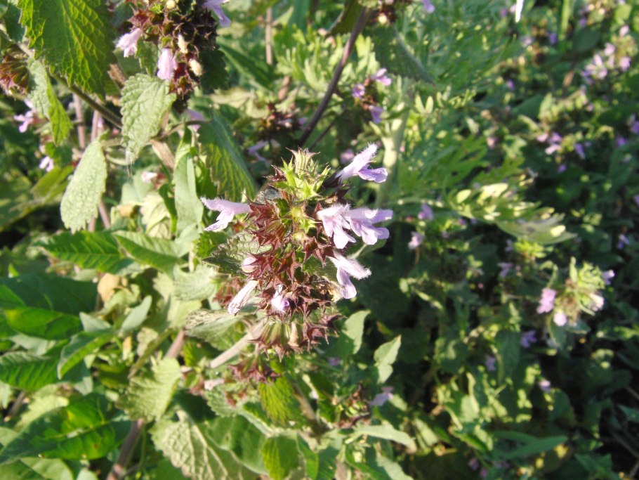 Социолог в тюрьме Ирана