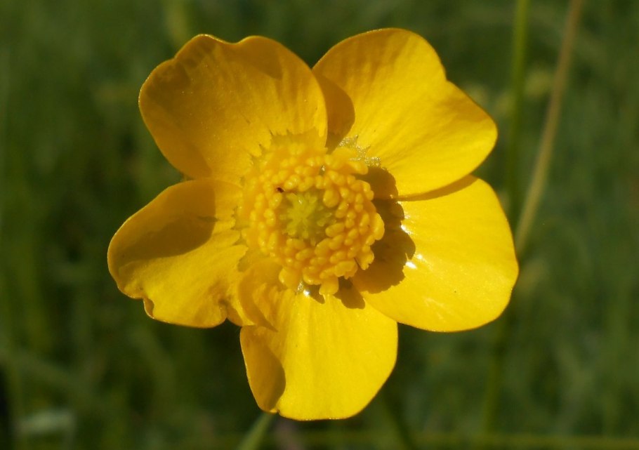 Лютик едкий – Ranunculus Acris l.