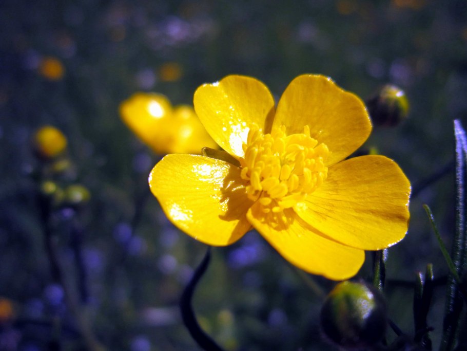 Лютик болотный