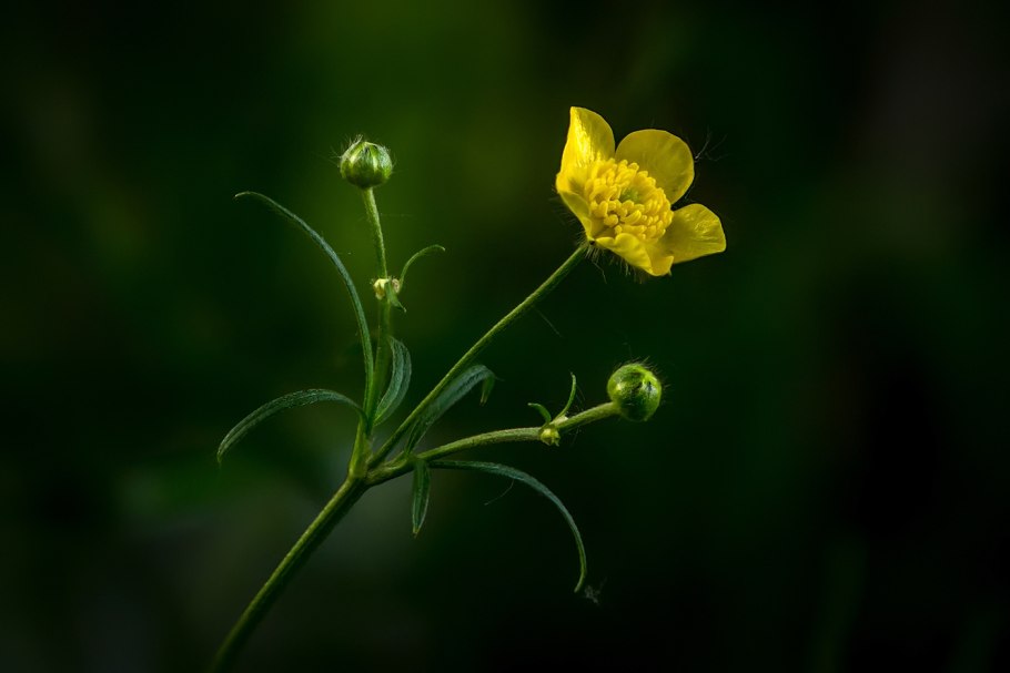 Ranunculus Acris Лютик едкий