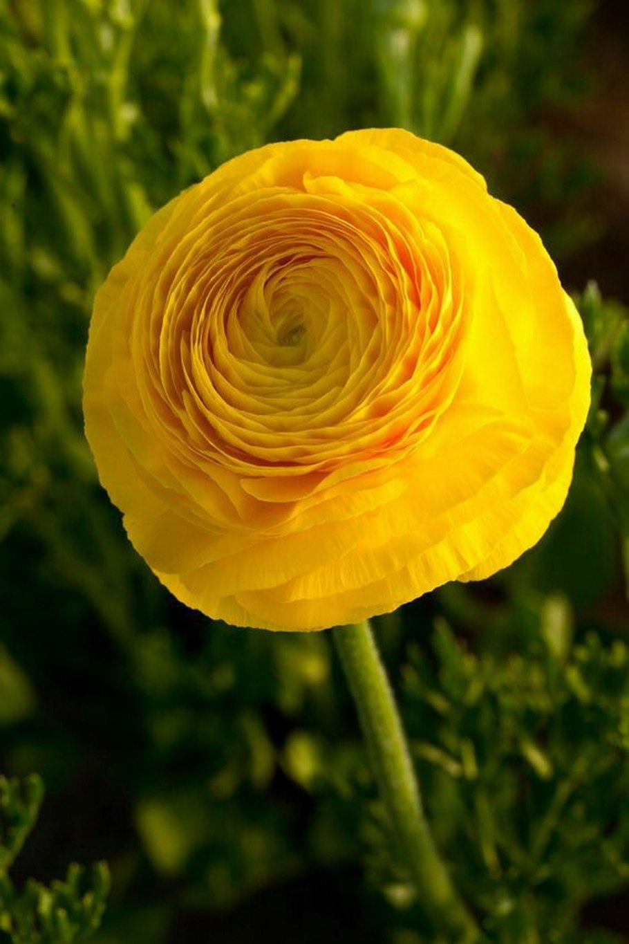 Лютик йеллоу