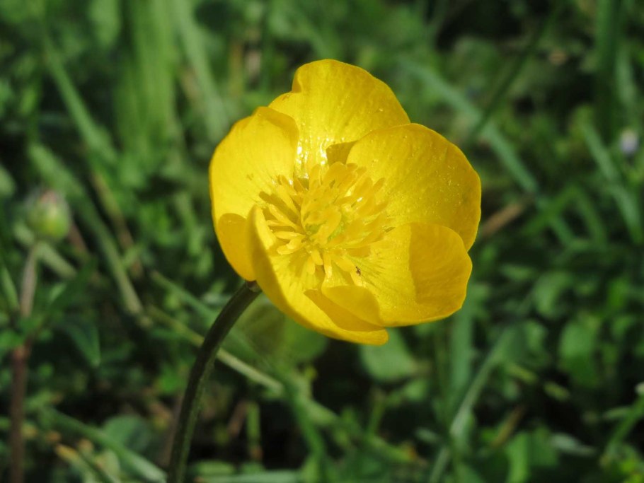 Ranunculus Acris Лютик едкий