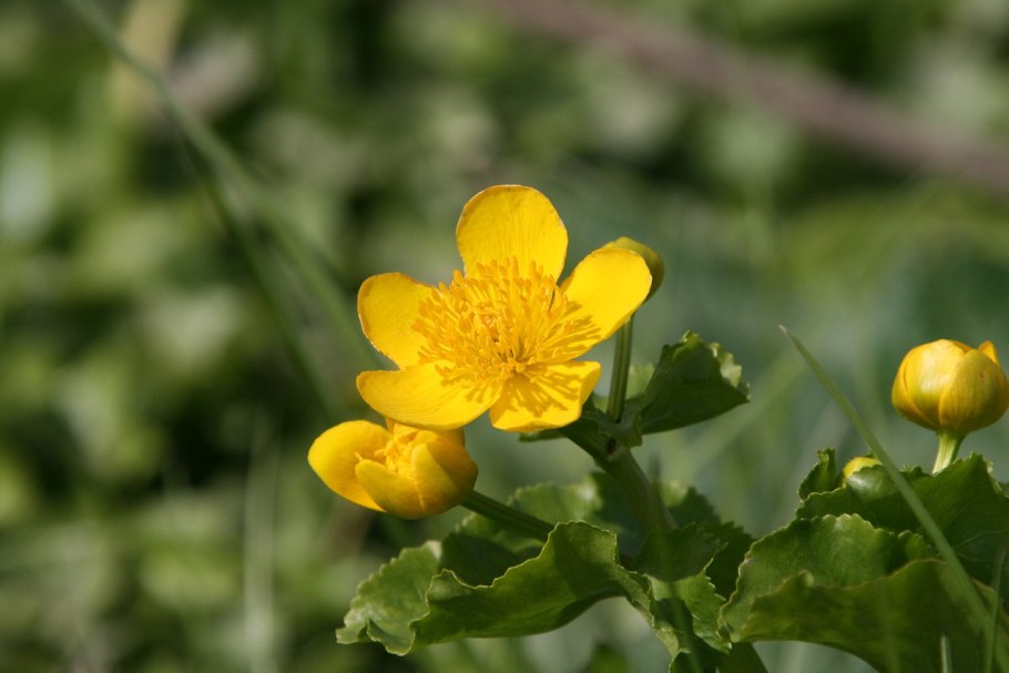 Калужница болотная (caltha palustris)