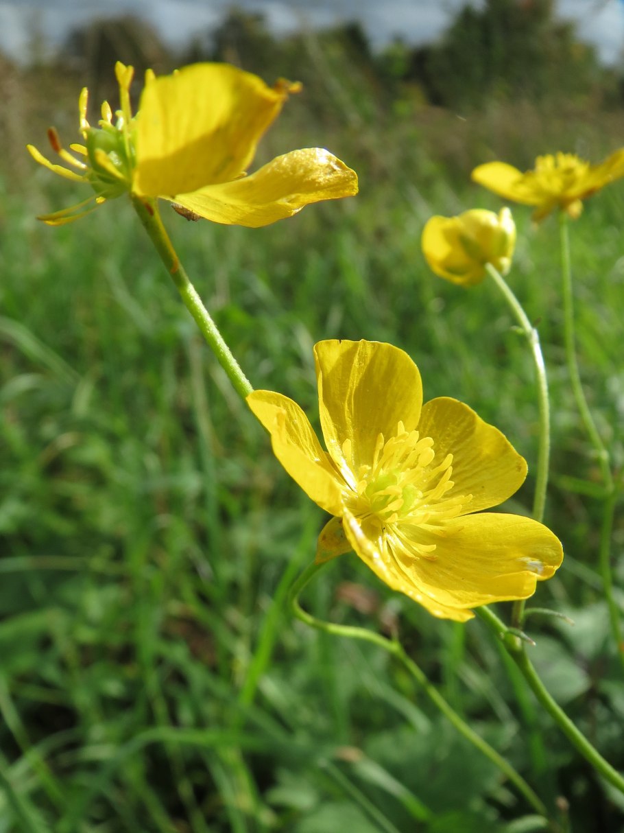 Лютик ранункулюс