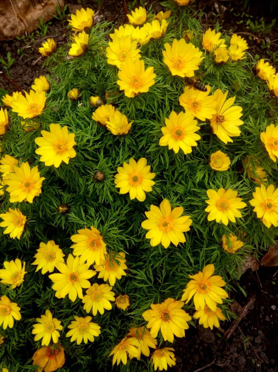 Кореопсис мутовчатый грандифлора