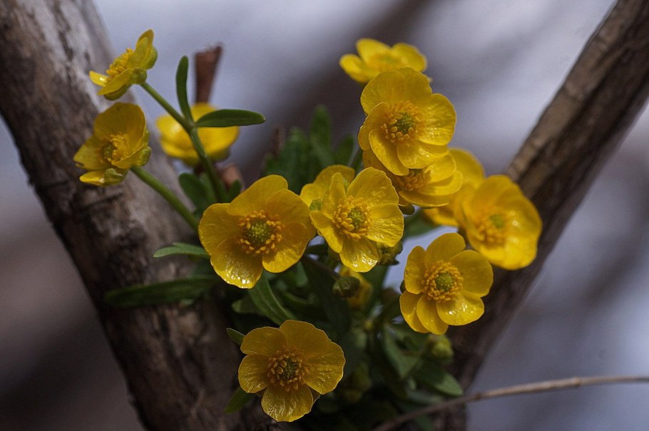 Лютик едкий – Ranunculus Acris l.