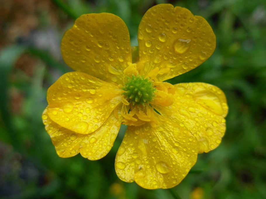 Купальница троллиус