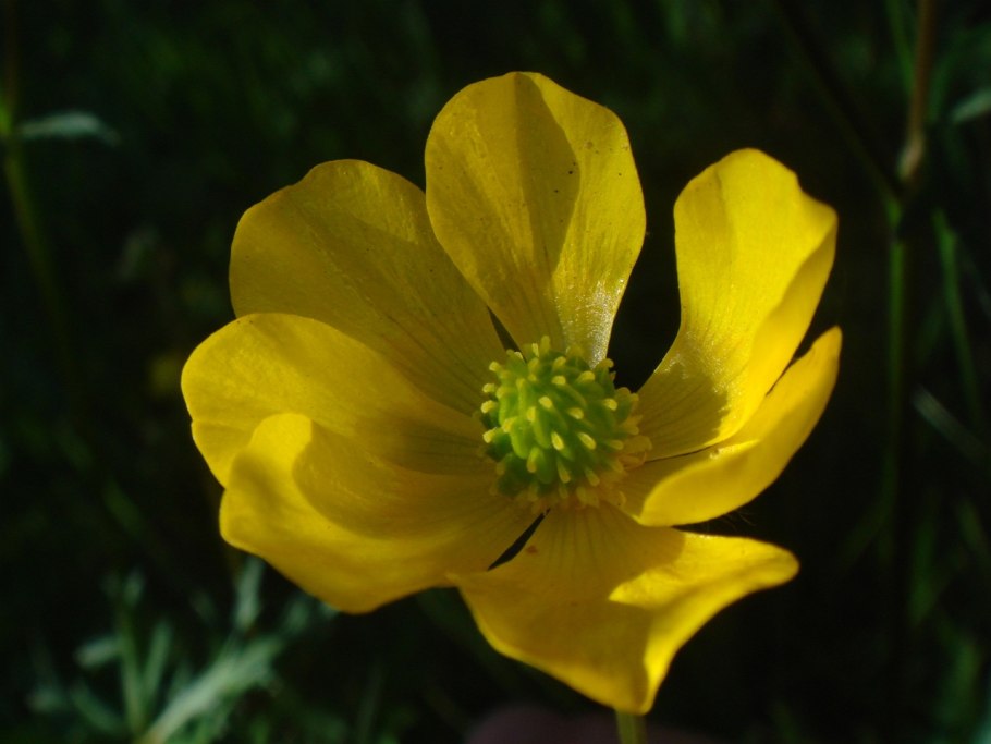 Лютик Лесной