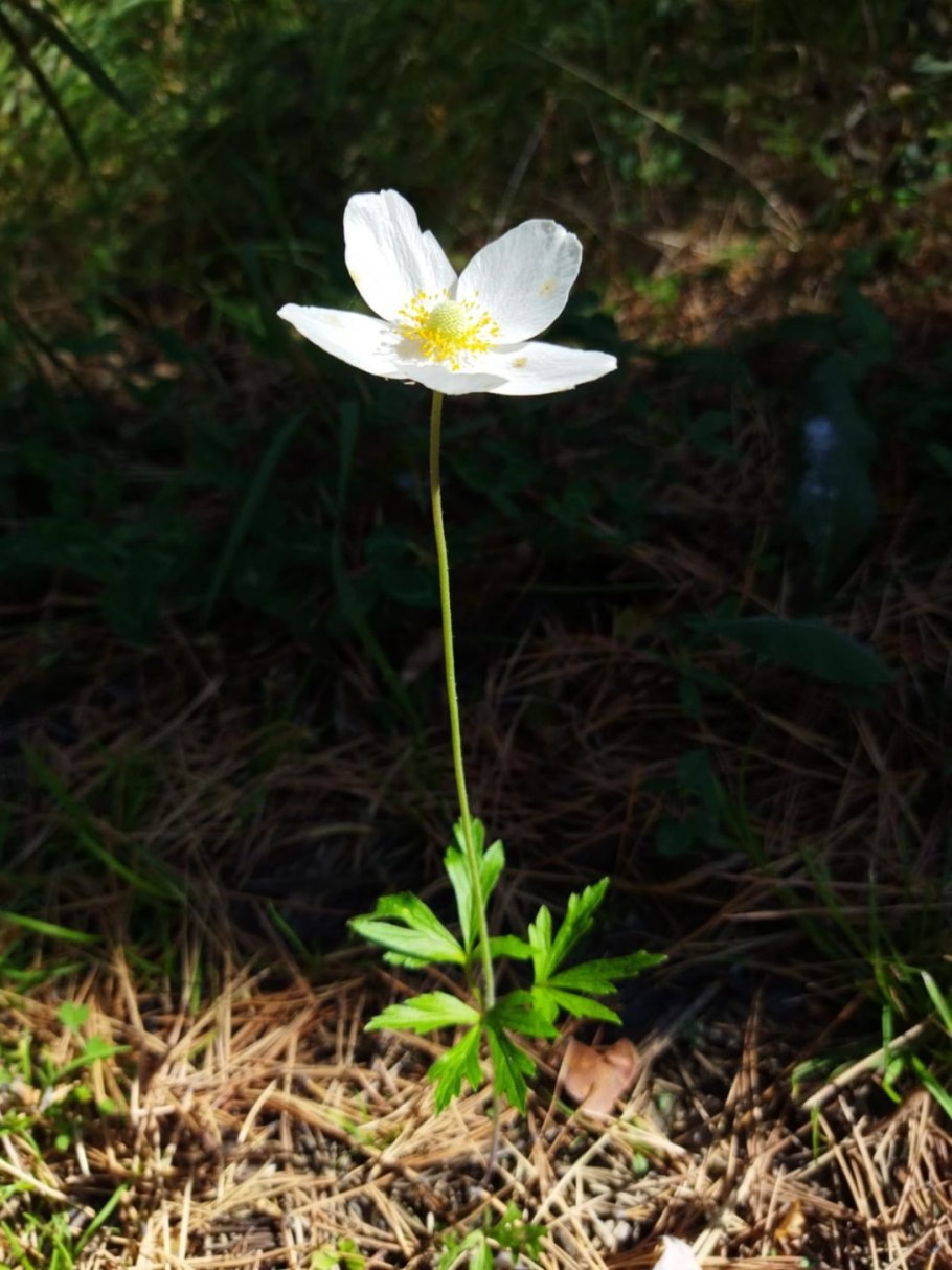 Ветреница лесная anemone sylvestris