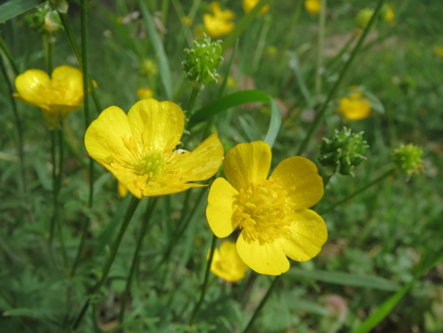 Лютик ядовитое растение