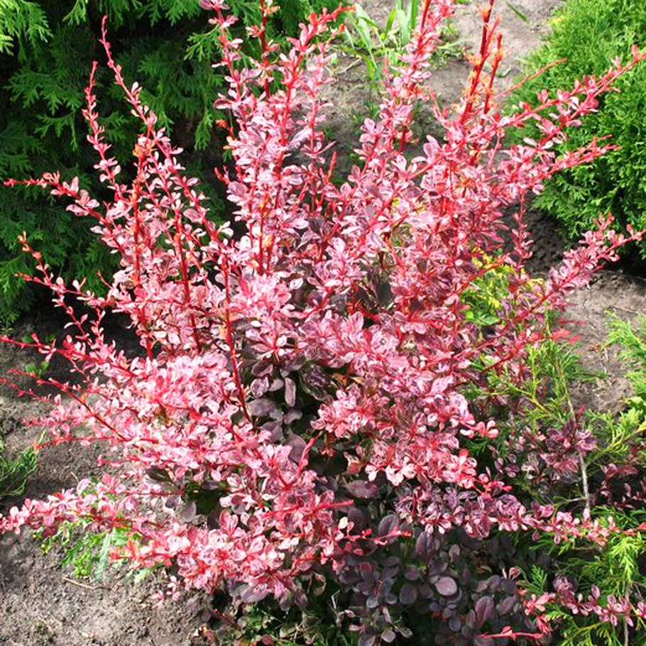 Барбарис Тунберга Арлекин/Harlequin