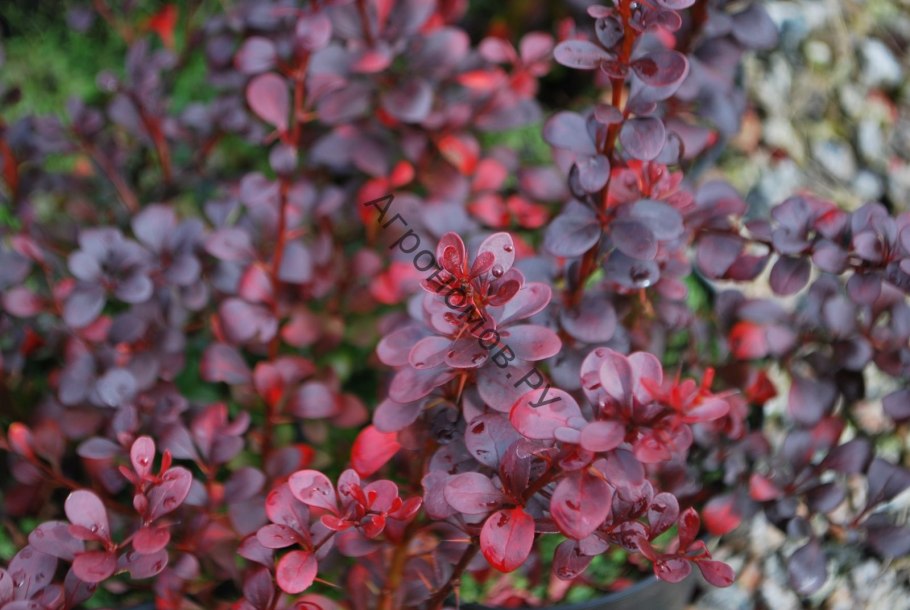 Барбарис Тунберга Red Rocket