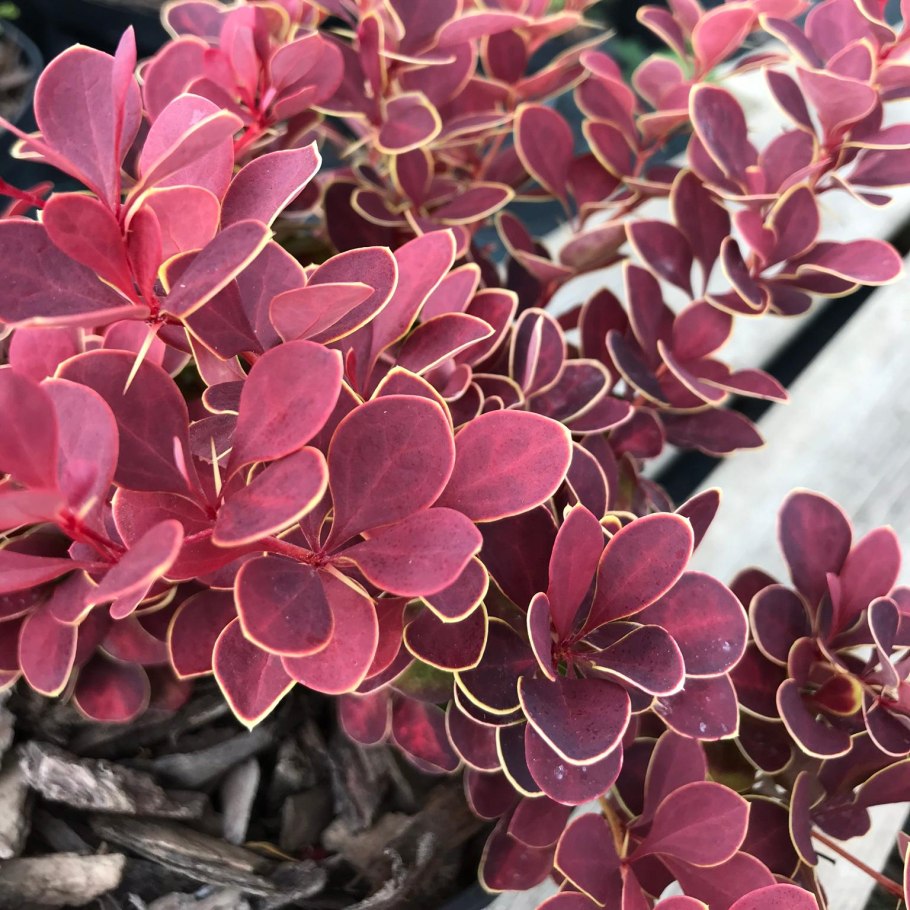 Барбарис Тунберга Венис