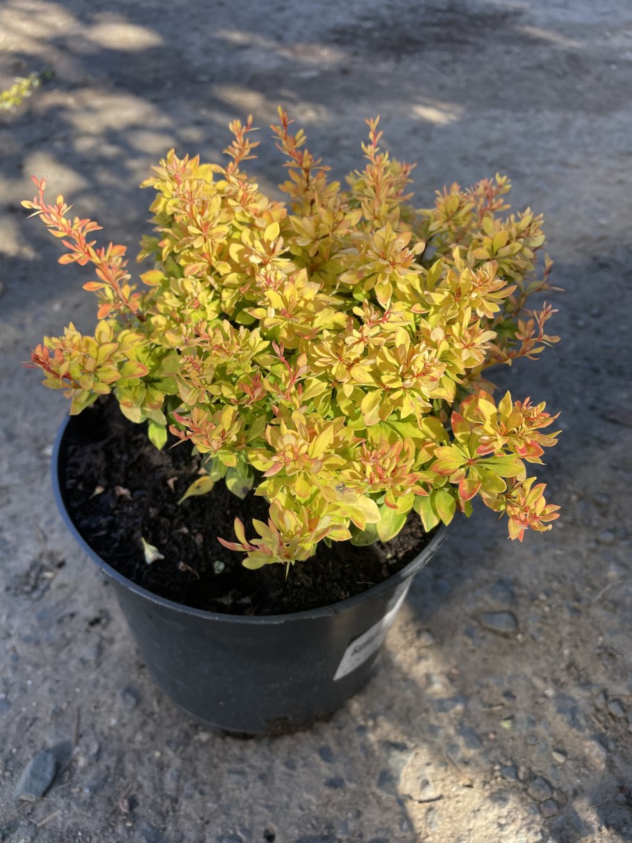 Спирея японская голдфлейм