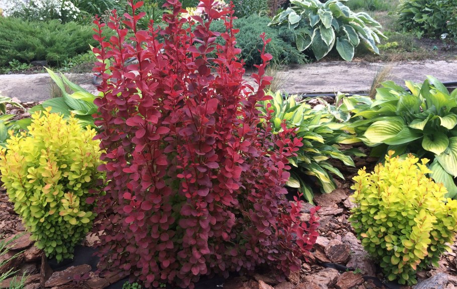 Барбарис Тунберга карме