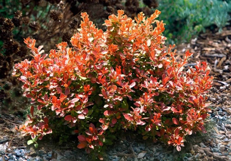 Барбарис Тунберга (Berberis thunbergii)