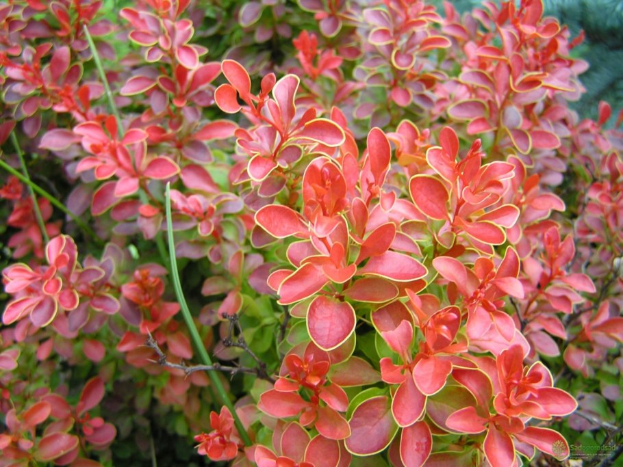 Барбарис Тунберга красный