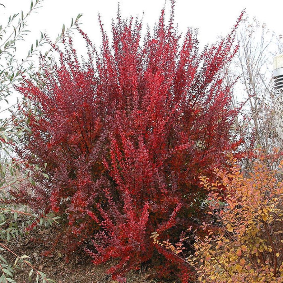 Барбарис Тунберга (Berberis thunbergii &#96;Red Rocket&#96;)