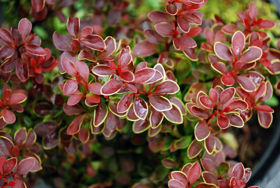 Барбарис Тунберга (Berberis thunbergii)