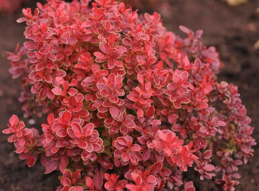 Барбарис оранж карпет