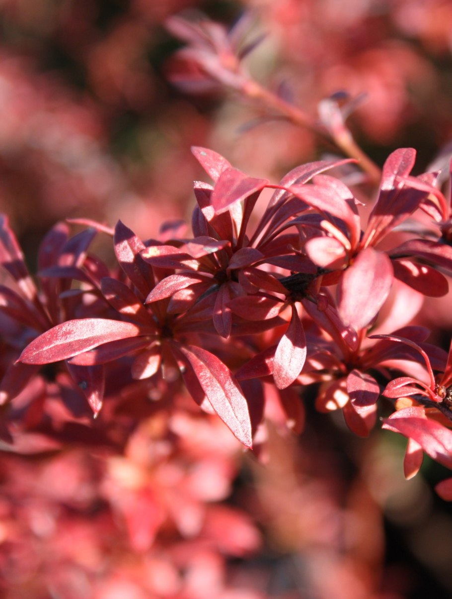 Барбарис ред дрим