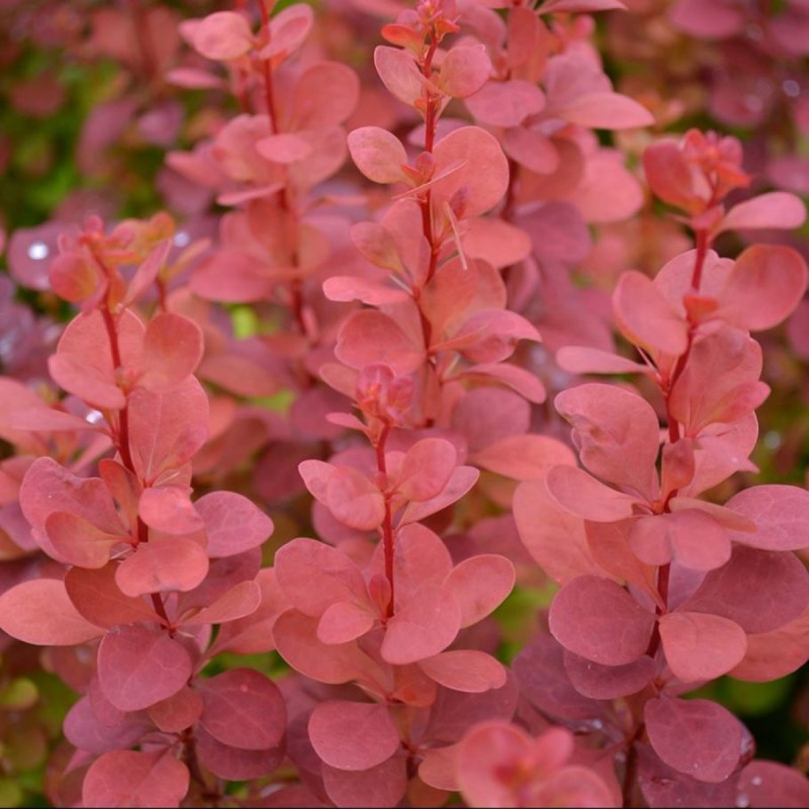 Барбарис Тунберга Коронита