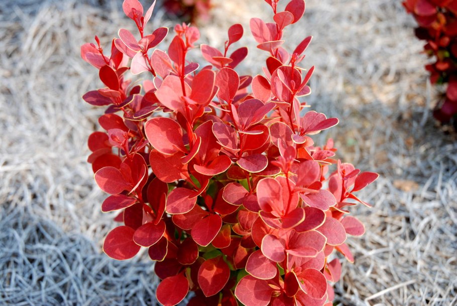 Барбарис тунберга berberis thunbergii