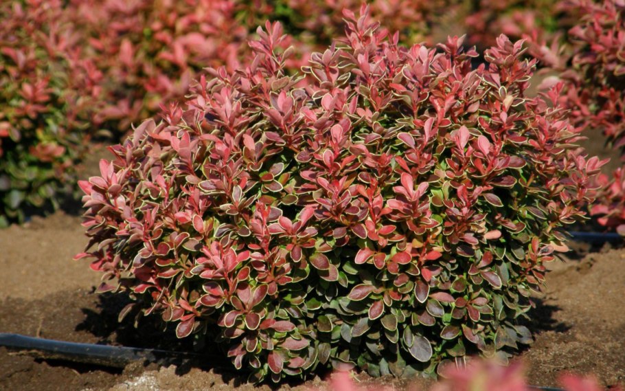 Барбарис Тунберга Адмирейшн