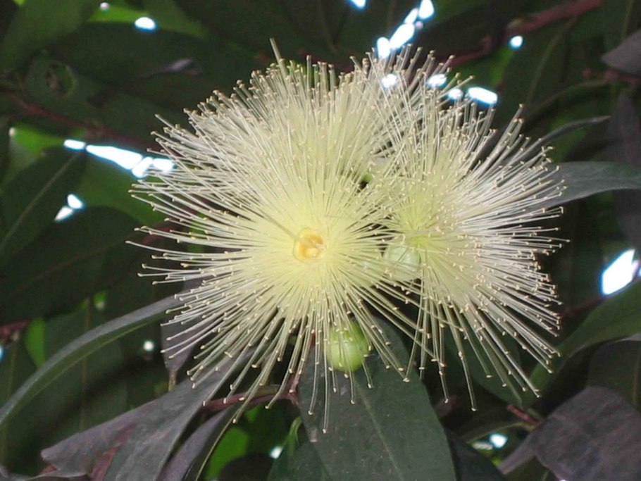 Сизигиум метельчатый