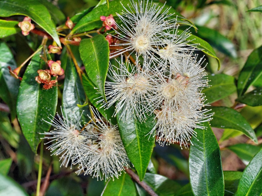 Сизигиум метельчатый Евгения миртолистная