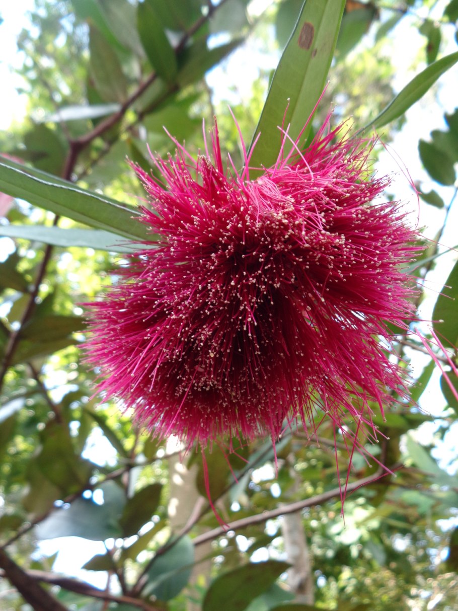 Сизигиум Джамболанум