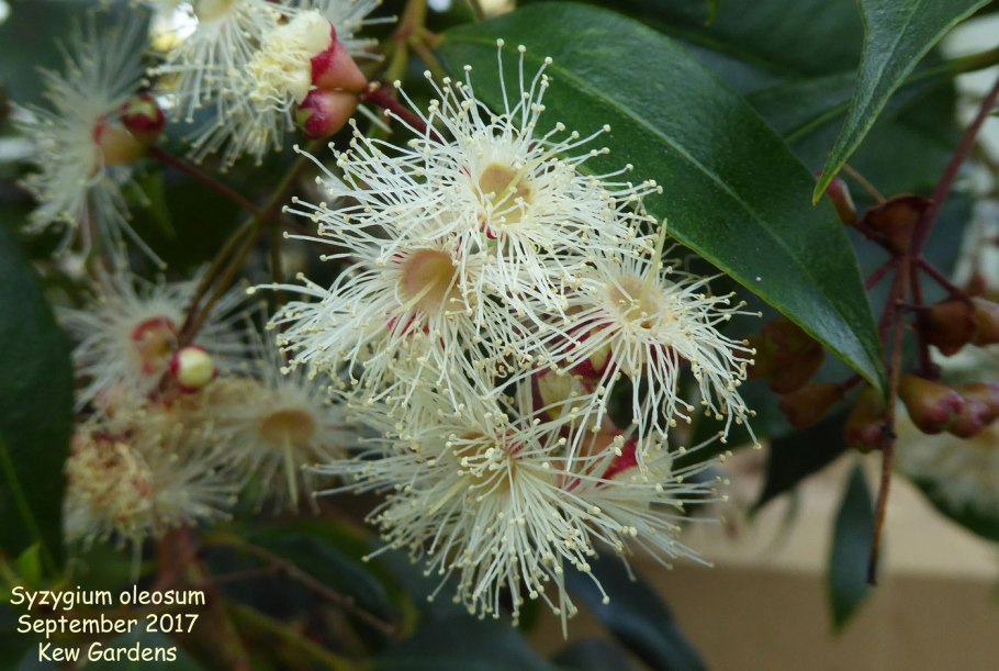 Эвкалипт лимонный eucalyptus citriodora