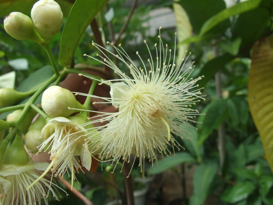 Водяное яблоко (лат. Syzygium aqueum)
