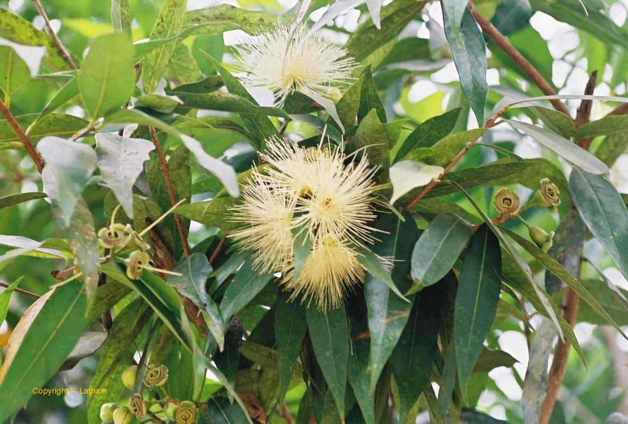 Syzygium Jambos